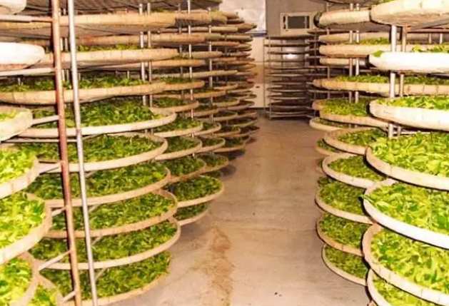 建造茶葉冷庫過程中需要注意哪些事項？