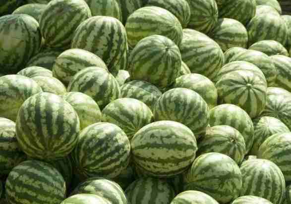 600立方米西瓜氣調冷庫價格多少錢 600立方米西瓜氣調冷庫價格多少錢